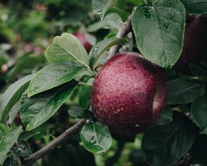 Preview wallpaper apple, branch, drops