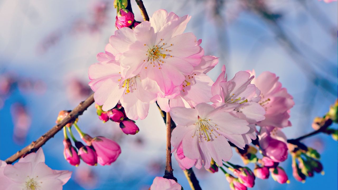 Wallpaper apple, branch, flowers, buds, pink, spring