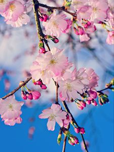 Preview wallpaper apple, branch, flowers, buds, pink, spring