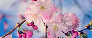 Preview wallpaper apple, branch, flowers, buds, pink, spring