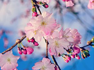 Preview wallpaper apple, branch, flowers, buds, pink, spring