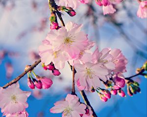 Preview wallpaper apple, branch, flowers, buds, pink, spring