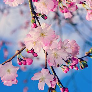 Preview wallpaper apple, branch, flowers, buds, pink, spring