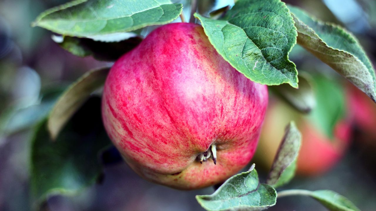 Wallpaper apple, branch, fruit, ripe
