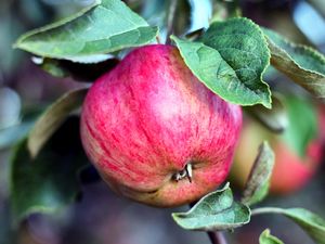 Preview wallpaper apple, branch, fruit, ripe