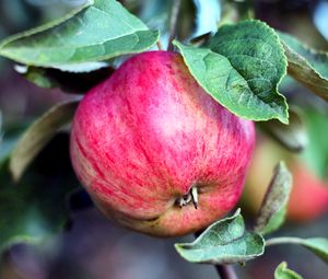 Preview wallpaper apple, branch, fruit, ripe