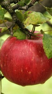 Preview wallpaper apple, branch, ripe, the leaves