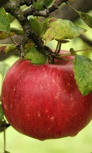 Preview wallpaper apple, branch, ripe, the leaves