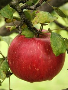 Preview wallpaper apple, branch, ripe, the leaves