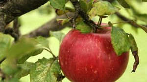 Preview wallpaper apple, branch, ripe, the leaves