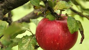 Preview wallpaper apple, branch, ripe, the leaves