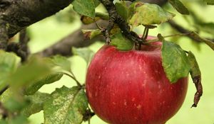 Preview wallpaper apple, branch, ripe, the leaves