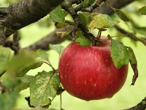 Preview wallpaper apple, branch, ripe, the leaves