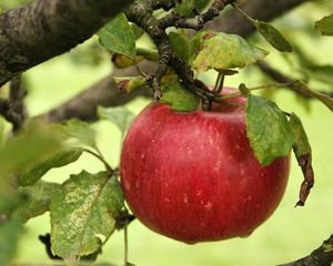 Preview wallpaper apple, branch, ripe, the leaves