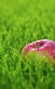 Preview wallpaper apple, drops, grass, lawn, fruit, red
