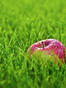 Preview wallpaper apple, drops, grass, lawn, fruit, red