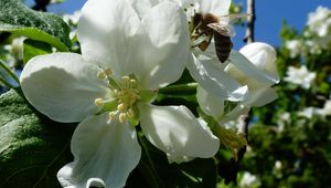 Preview wallpaper apple, flowers, bee, may, kharkov