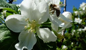 Preview wallpaper apple, flowers, bee, may, kharkov