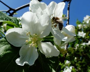 Preview wallpaper apple, flowers, bee, may, kharkov