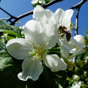 Preview wallpaper apple, flowers, bee, may, kharkov