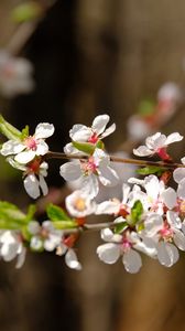 Preview wallpaper apple, flowers, branch, white, macro, spring