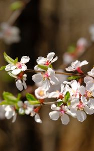 Preview wallpaper apple, flowers, branch, white, macro, spring