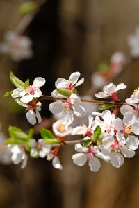 Preview wallpaper apple, flowers, branch, white, macro, spring