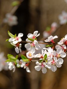 Preview wallpaper apple, flowers, branch, white, macro, spring