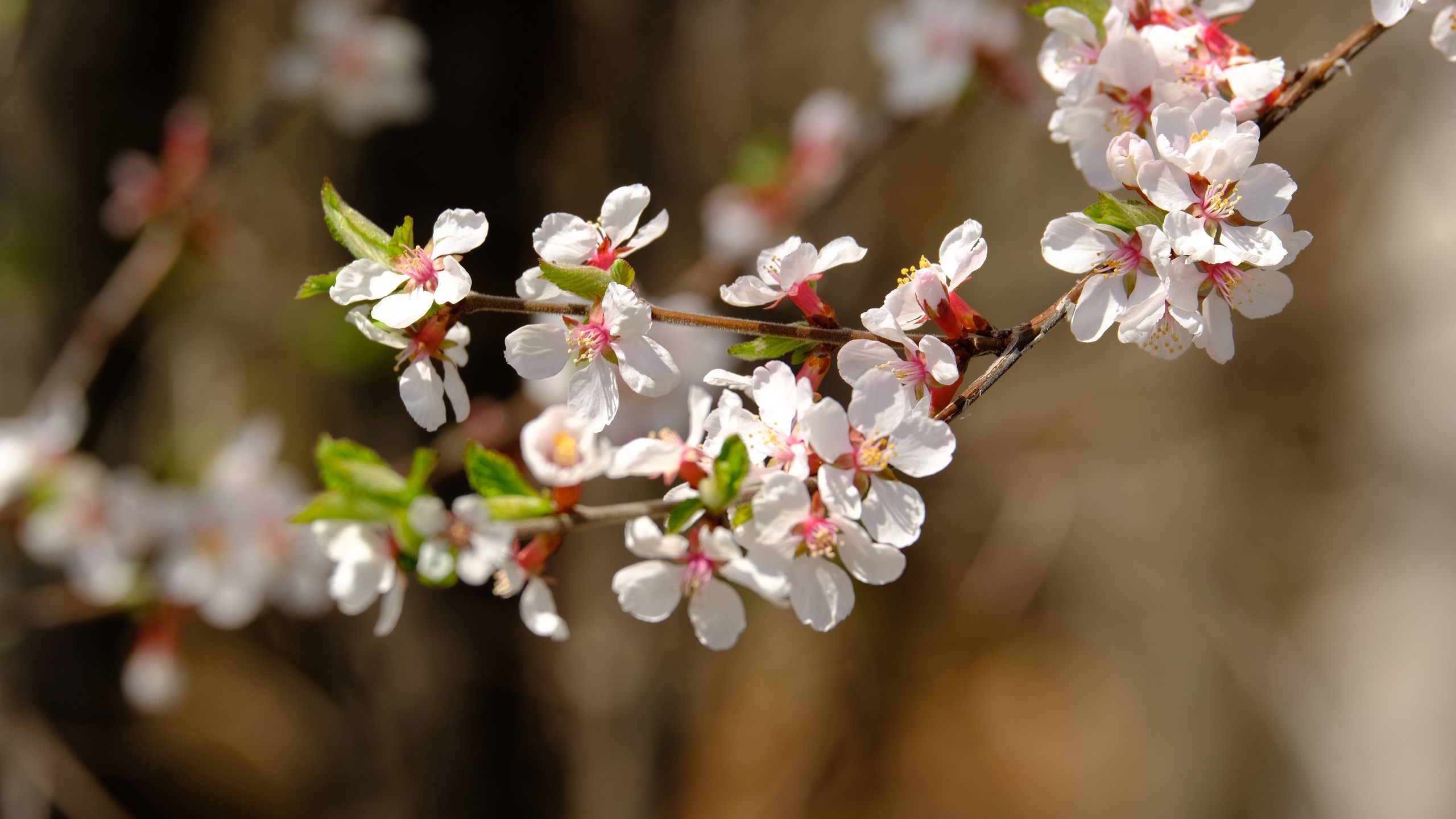 2560x1440 Wallpaper apple, flowers, branch, white, macro, spring