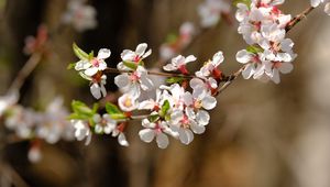 Preview wallpaper apple, flowers, branch, white, macro, spring