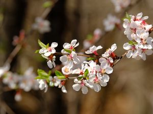 Preview wallpaper apple, flowers, branch, white, macro, spring