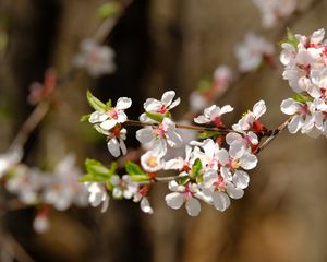 Preview wallpaper apple, flowers, branch, white, macro, spring