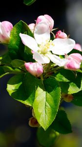 Preview wallpaper apple, flowers, branches