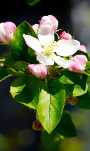 Preview wallpaper apple, flowers, branches