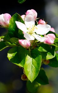 Preview wallpaper apple, flowers, branches