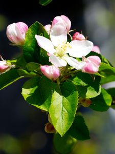 Preview wallpaper apple, flowers, branches