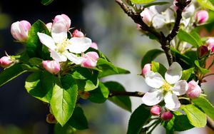 Preview wallpaper apple, flowers, branches