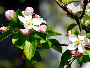 Preview wallpaper apple, flowers, branches