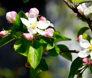 Preview wallpaper apple, flowers, branches