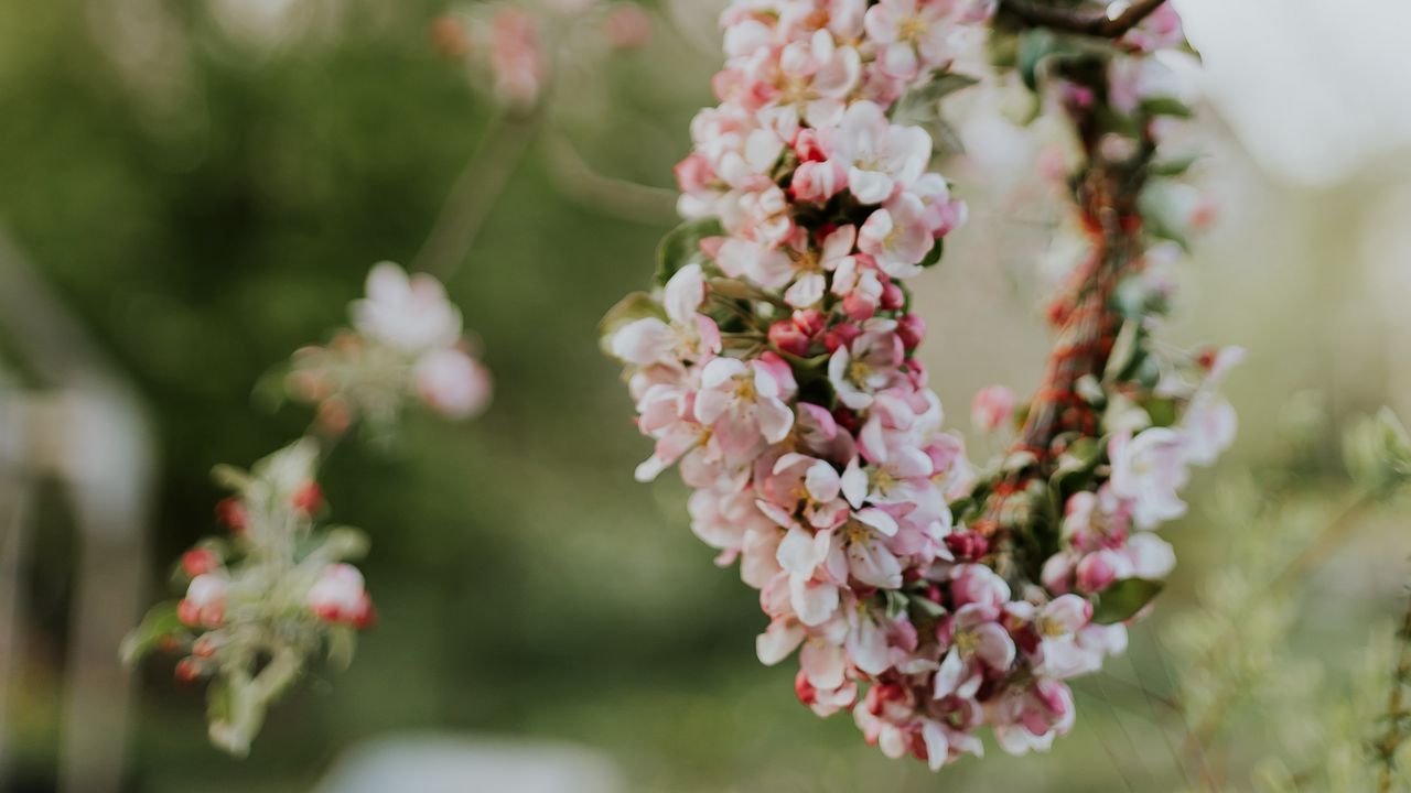 Wallpaper apple, flowers, wreath, tree, branches