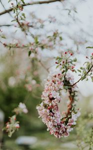 Preview wallpaper apple, flowers, wreath, tree, branches