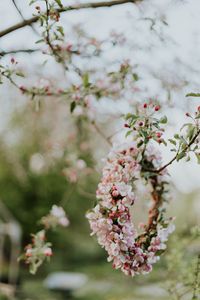 Preview wallpaper apple, flowers, wreath, tree, branches