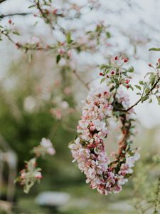 Preview wallpaper apple, flowers, wreath, tree, branches