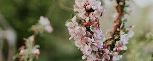 Preview wallpaper apple, flowers, wreath, tree, branches