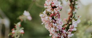 Preview wallpaper apple, flowers, wreath, tree, branches