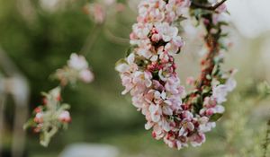 Preview wallpaper apple, flowers, wreath, tree, branches