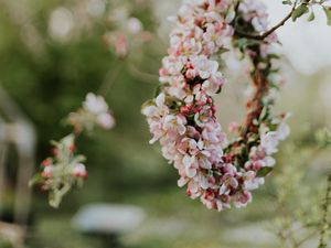 Preview wallpaper apple, flowers, wreath, tree, branches