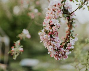 Preview wallpaper apple, flowers, wreath, tree, branches