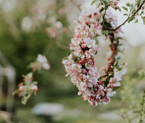 Preview wallpaper apple, flowers, wreath, tree, branches