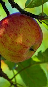 Preview wallpaper apple, fruit, branch, leaves